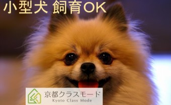 小型犬1匹飼育相談可♪
