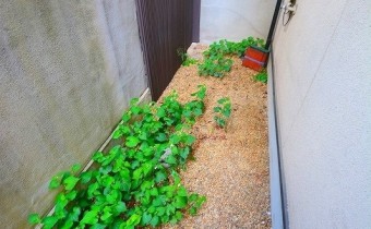 テラス